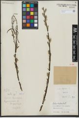 Foto von Salix viminalis L.